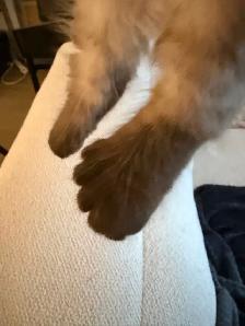 Incroyable chaton highland lynx 3 gènes - Photo 6
