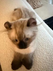 Incroyable chaton highland lynx 3 gènes - Photo 7
