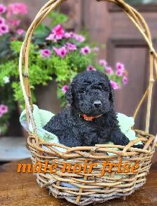Chiots Goldendoodle/Labradoodle