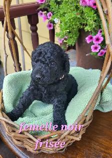 Chiots Goldendoodle/Labradoodle - Photo 2