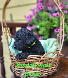 Chiots Goldendoodle/Labradoodle - Photo 3