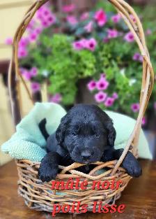 Chiots Goldendoodle/Labradoodle - Photo 4
