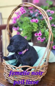 Chiots Goldendoodle/Labradoodle - Photo 5