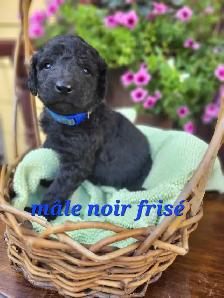 Chiots Goldendoodle/Labradoodle - Photo 6