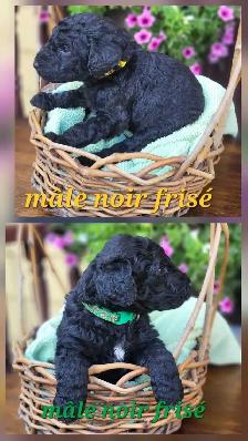 Chiots Goldendoodle/Labradoodle - Photo 7