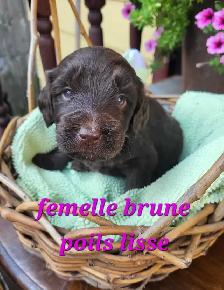 Chiots Goldendoodle/Labradoodle - Photo 8