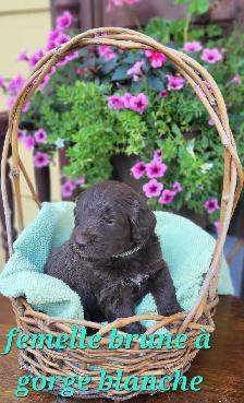 Chiots Goldendoodle/Labradoodle - Photo 9