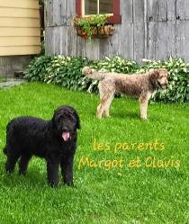 Chiots Goldendoodle/Labradoodle - Photo 10
