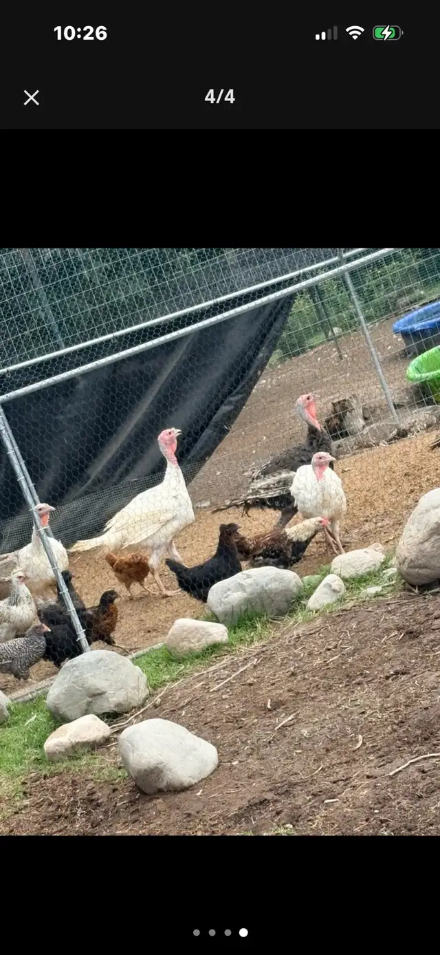 artisan gold and white turkeys 4.5 months old