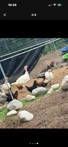 artisan gold and white turkeys 4.5 months old