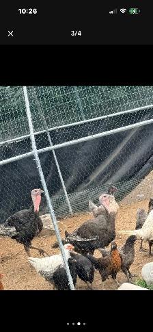artisan gold and white turkeys 4.5 months old - Photo 2