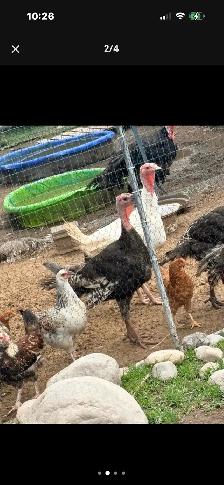 artisan gold and white turkeys 4.5 months old - Photo 3