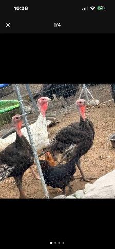 artisan gold and white turkeys 4.5 months old - Photo 4