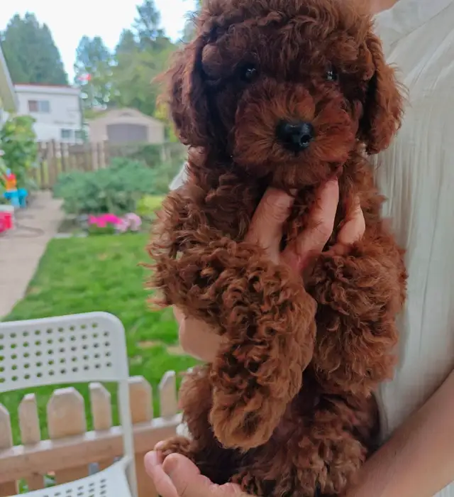Three Purebred Poodle Puppies