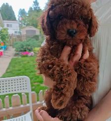 Three Purebred Poodle Puppies