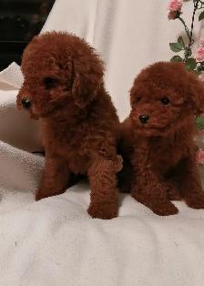 Three Purebred Poodle Puppies - Photo 2