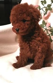 Three Purebred Poodle Puppies - Photo 3