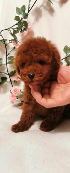 Three Purebred Poodle Puppies - Photo 4