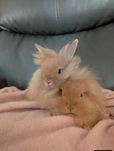 lapin tête de lion femelle - Photo 2