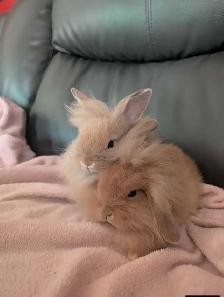 lapin tête de lion femelle - Photo 3
