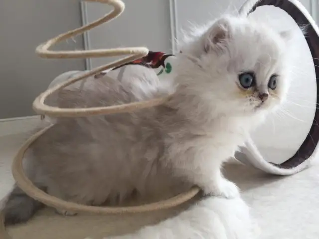 Chaton persan