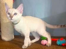 Chaton Savannah mâle snow F5. (c. vert armée). Stérilisé.