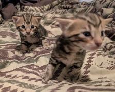 Bengal kittens