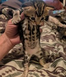 Bengal kittens - Photo 2