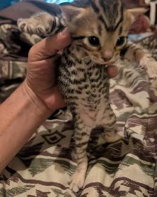 Bengal kittens - Photo 3