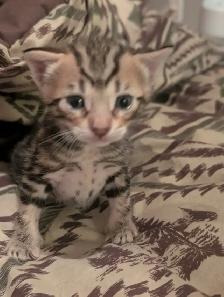 Bengal kittens - Photo 4