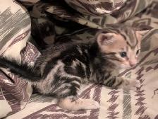 Bengal kittens - Photo 5