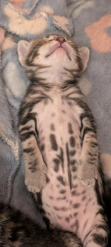 Bengal kittens - Photo 6
