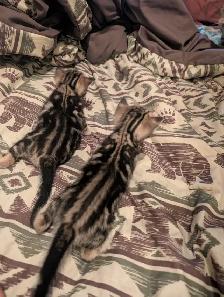 Bengal kittens - Photo 7