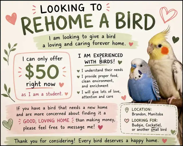 adopting a bird