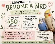 adopting a bird