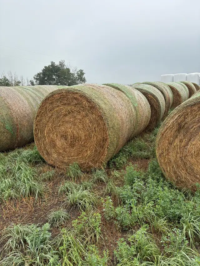 High Moisture Hay