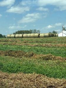 High Moisture Hay - Photo 2