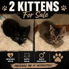 2 kittens