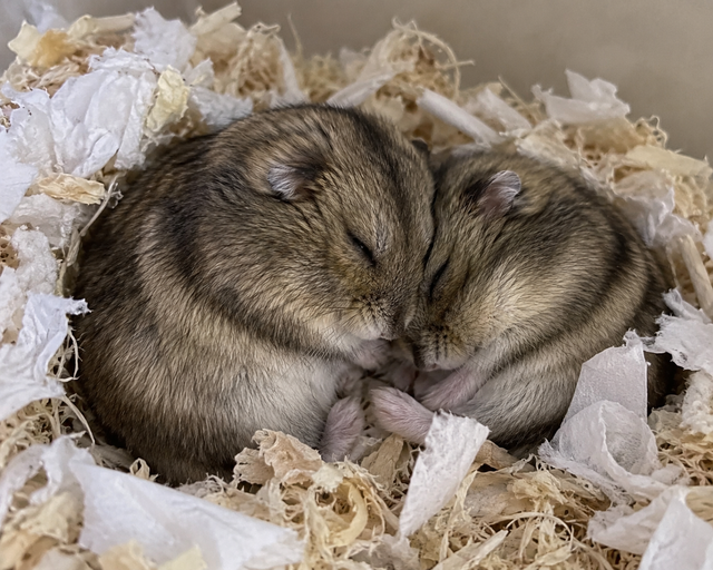 Dwarf Hamster Babies (friendly & social)