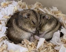Dwarf Hamster Babies (friendly & social)