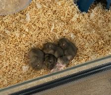 Dwarf Hamster Babies (friendly & social) - Photo 2
