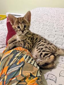 Chaton savannah F2 kitten