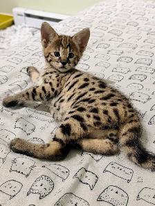Chaton savannah F2 kitten - Photo 2