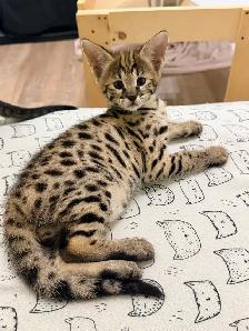 Chaton savannah F2 kitten - Photo 3