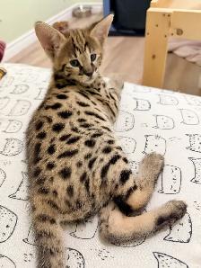 Chaton savannah F2 kitten - Photo 4