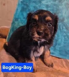 shitzu x bichon puppies for sale 700$