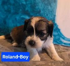shitzu x bichon puppies for sale 700$ - Photo 2