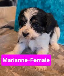 shitzu x bichon puppies for sale 700$ - Photo 3