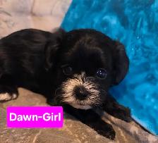 shitzu x bichon puppies for sale 700$ - Photo 4
