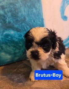 shitzu x bichon puppies for sale 700$ - Photo 5
